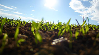 tiny plants sprouting from a field with sun and clouds in a blue sky